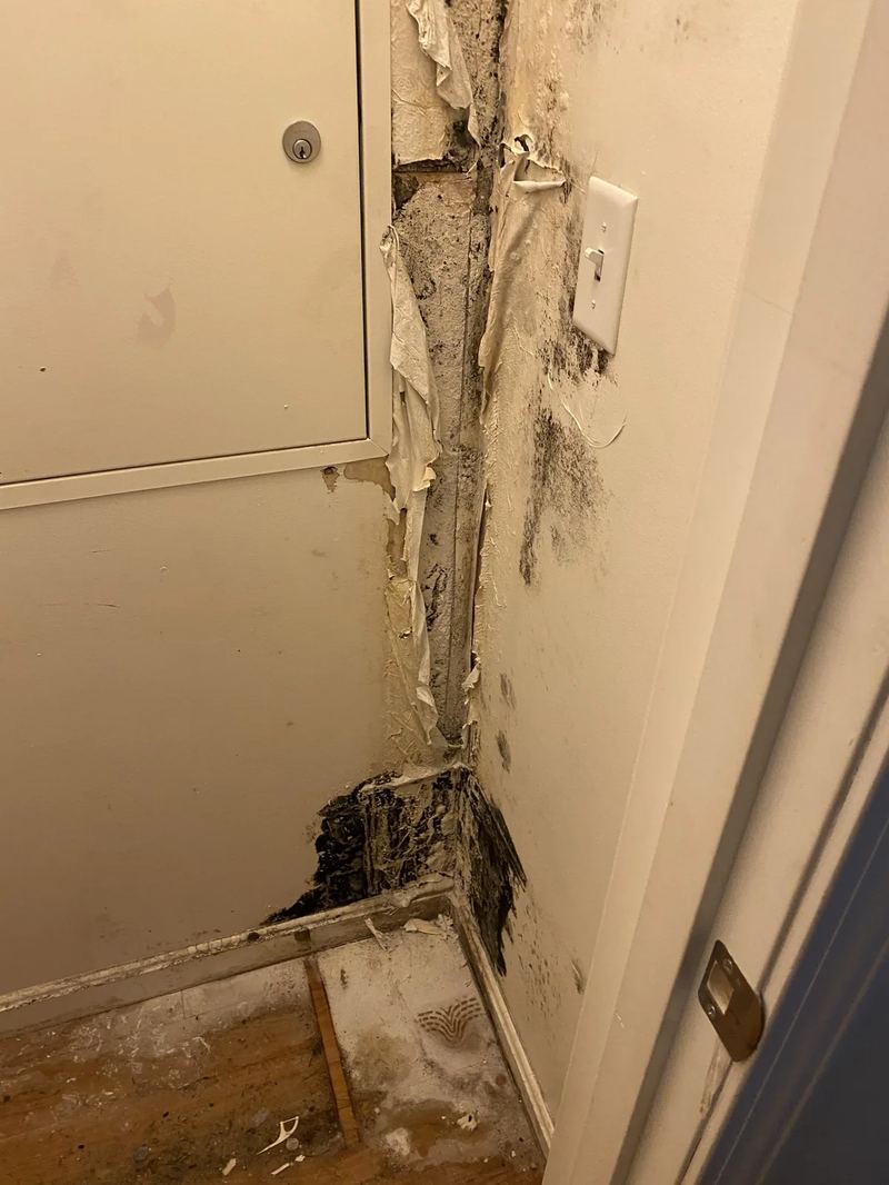 Mold growth discovered behind drywall during a remediation inspection