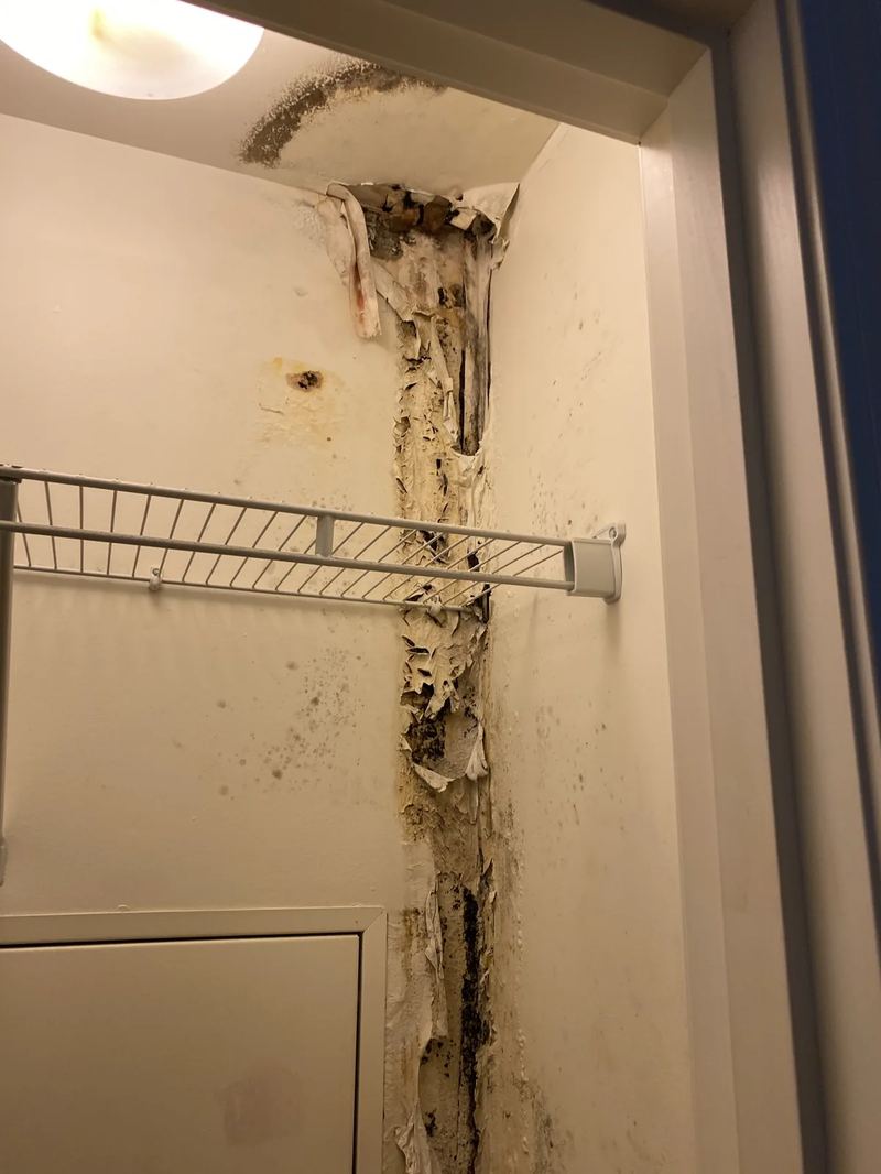 Closet baseboard removed to expose mold colonies on framing behind the wall